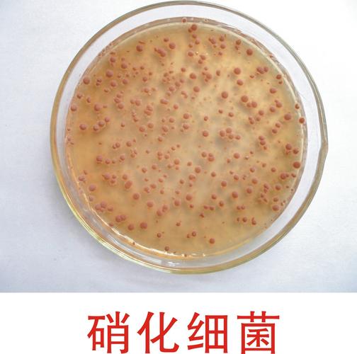 「生物肥料,生物制剂」沧州旺发硝化细菌污水处理,污水处理厂专用菌